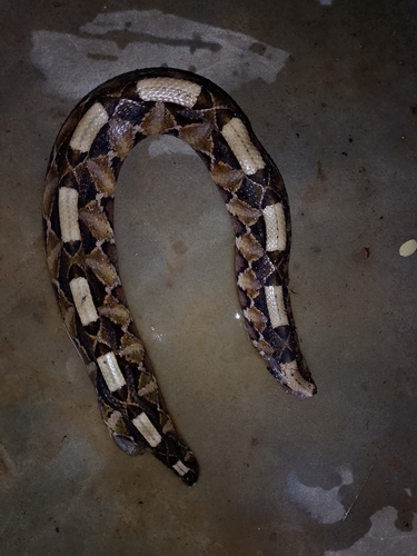 Western Gaboon Viper
