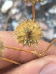 Bahiopsis reticulata