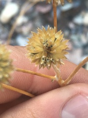 Bahiopsis reticulata