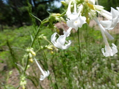 Ipomopsis aggregata candida