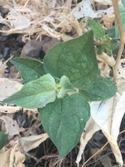 Bahiopsis reticulata