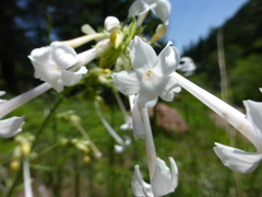 Ipomopsis aggregata candida
