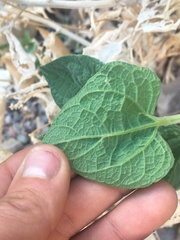 Bahiopsis reticulata