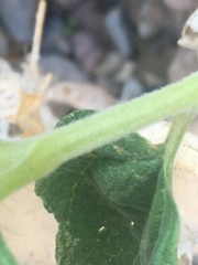 Bahiopsis reticulata