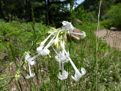 Ipomopsis aggregata candida
