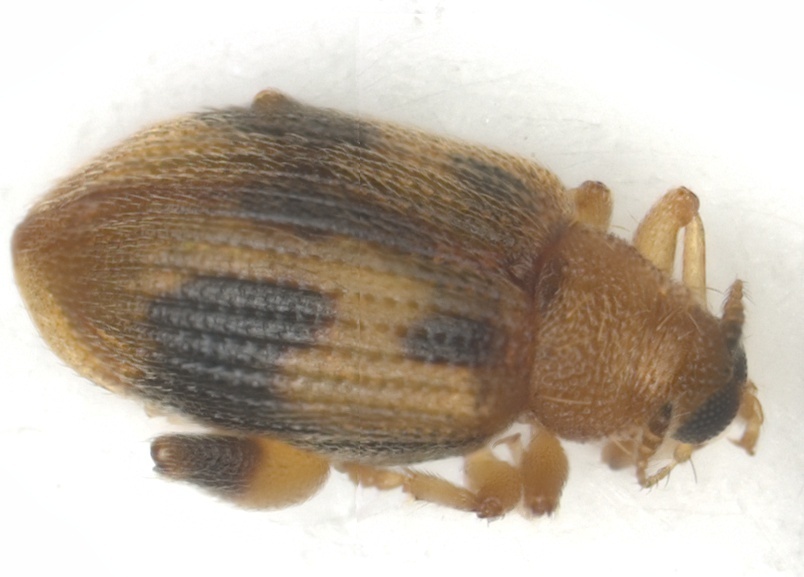 Indodinorrhopalus