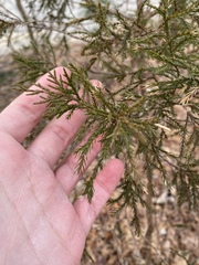 Juniperus virginiana virginiana