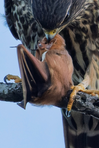 Eastern Red Bat photographed in Tennessee