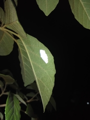 Insecta