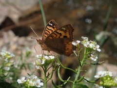 Junonia vestina livia