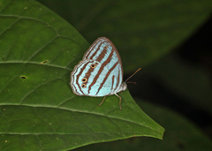 Cepheuptychia cephus