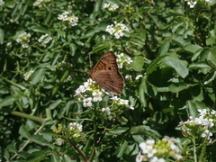 Junonia vestina livia