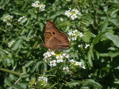 Junonia vestina livia