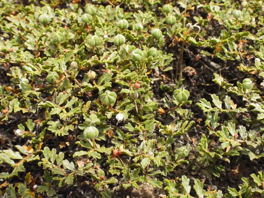 Larrea ameghinoi Speg. 2