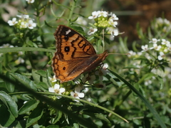 Junonia vestina livia