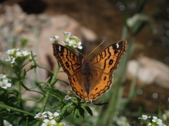 Junonia vestina livia