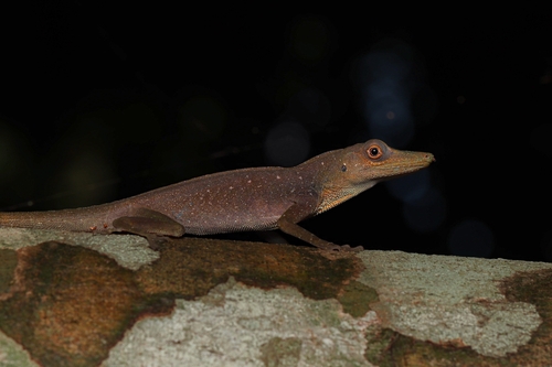 Spotted Anole, Anolis punctatus