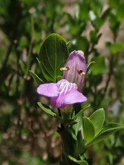 Justiciinae