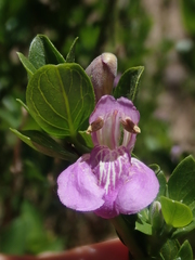 Justiciinae