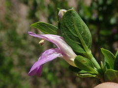 Justiciinae