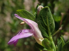 Justiciinae