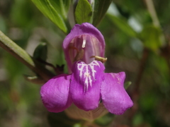 Justiciinae