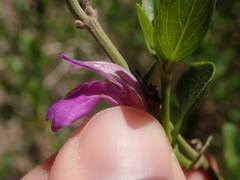 Justiciinae