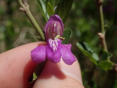 Justiciinae
