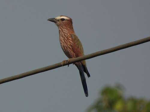 Purple Roller