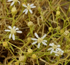 Gutierrezia solbrigii