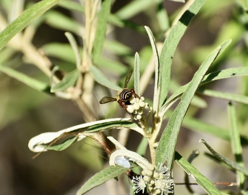 Croton stenophyllus