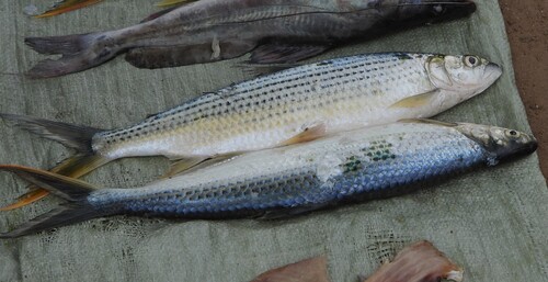 Tigerfish (Hydrocynus forskahlii) — Alestidae