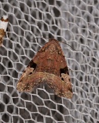 Pyripnoa auricularia