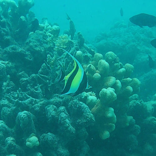 Zanclus cornutus