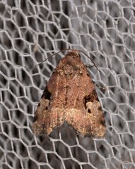 Pyripnoa auricularia