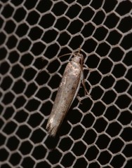 Xylorycta melaleucae