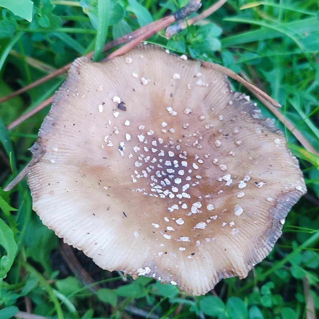 Amanita pantherina · November 2025 · photo: © niichneumon (iNaturalist, cc0)