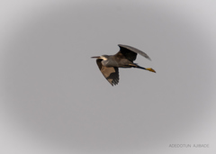 Egretta gularis