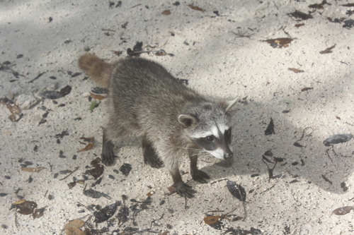 Pygmy Raccoon