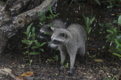 Procyon pygmaeus
