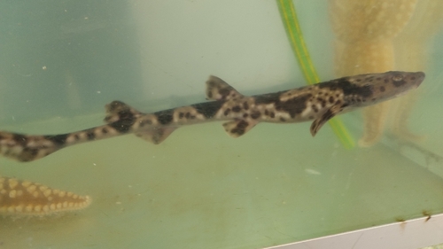 Red-spotted cat shark (Schroederichthys chilensis) — Scyliorhinidae — 4