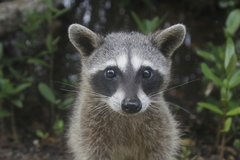Procyon pygmaeus