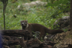 Nasua narica nelsoni