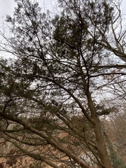 Juniperus virginiana virginiana