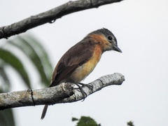 Pachyramphus