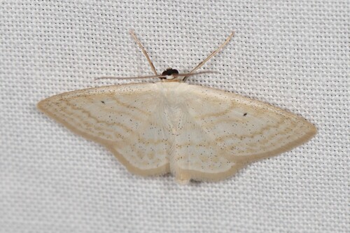 Lesser Cream Wave, Ede, Nederland, photo 6 of 10