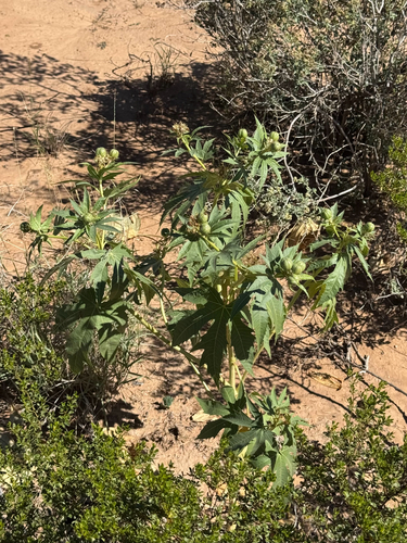 ragged nettlespurge (Jatropha macrorhiza)