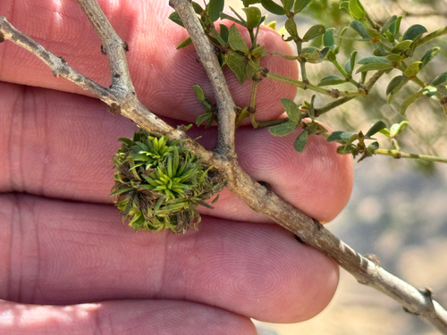 Unknown species found near Huachuca City, AZ, US
