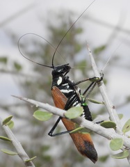 Scaphura elegans