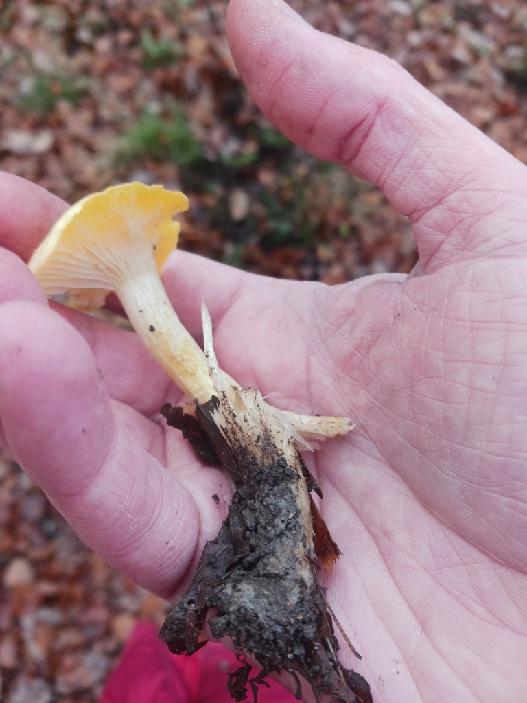 Hygrophorus lucorum · November 2025 · photo: © mangoblatt (iNaturalist, cc0)